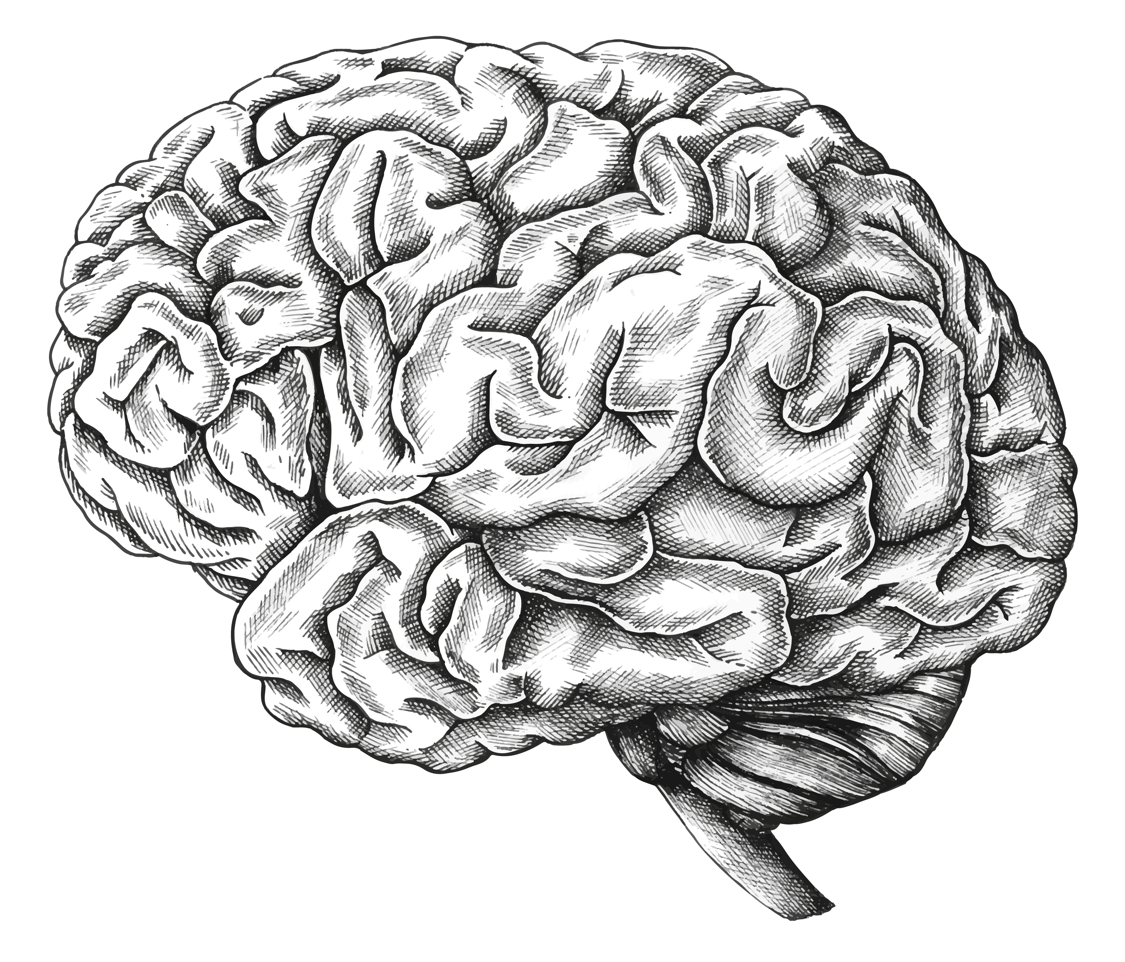 drawing of brain